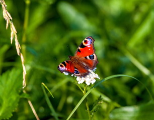 Swallowtail butterfly on a background of green grass