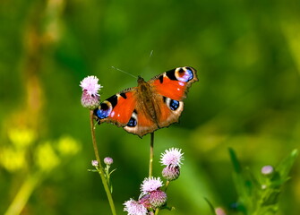 Fototapeta na wymiar Swallowtail butterfly on a background of green grass