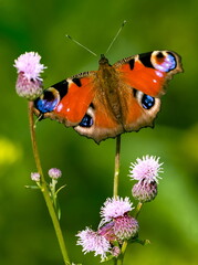 Swallowtail butterfly on a background of green grass