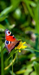 Swallowtail butterfly on a background of green grass