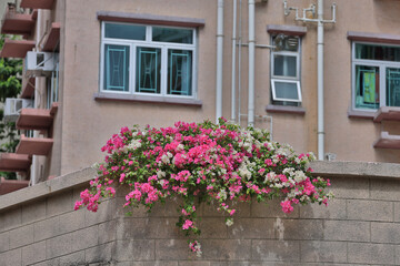 Fototapeta na wymiar a Beautiful Decorative Colorful flower on Brick Wall.