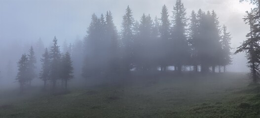 Fototapeta na wymiar very mystical the fog in the forest in the morning on the mountains
