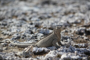 Iguana and rocks