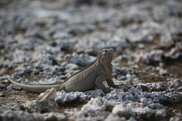 Iguana and rocks