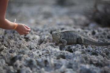 Iguana and rocks