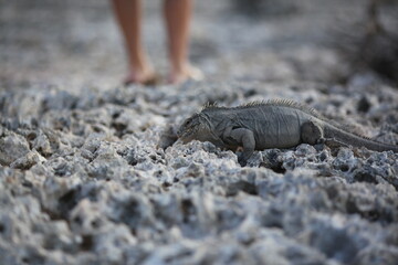 Iguana and rocks