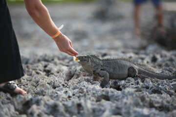 Iguana and rocks