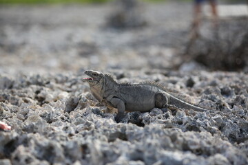 Iguana and rocks
