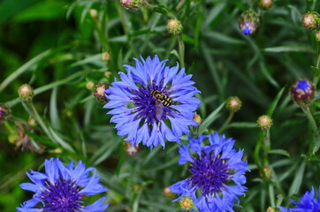 knapweed blue flower in the garden green