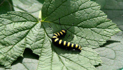 Black caterpillar with yellow stripes close-up on green leaf background in summer