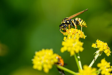 yellow wasp on a yellow flower