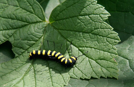Black caterpillar with yellow stripes close-up on green leaf background in summer