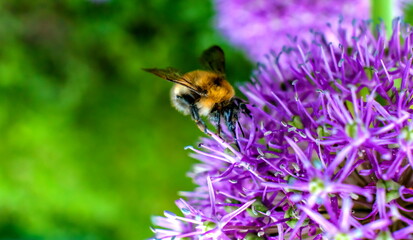 Bumblebee on a flower of Indian bow closeup