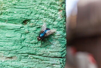 Green fly closeup