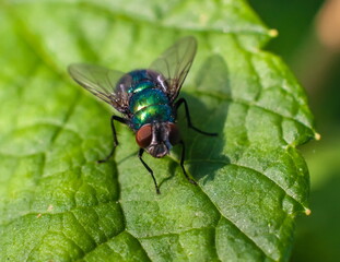 Green fly on a raspberry leaf closeup