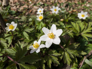 Obraz premium Wild flowers with white petals on the edge of the forest in early spring.