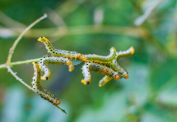 Caterpillars on rose leaves closeup
