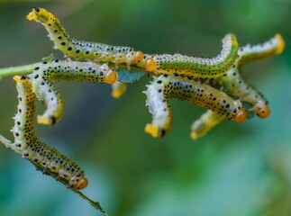 Caterpillars on rose leaves closeup