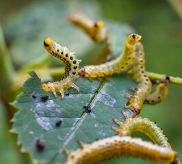 Caterpillars on rose leaves closeup