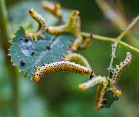 Caterpillars on rose leaves closeup