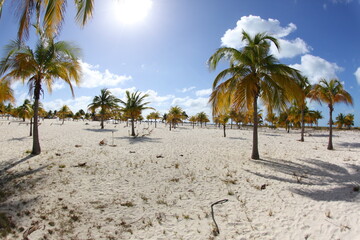 Paradise beach. White sand and palm on the beach. Cayo largo beach