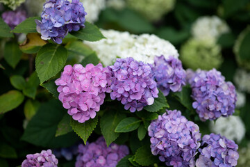 Hortensie
