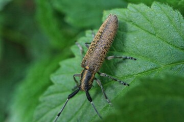 A beetle sitting on a green leaf.

