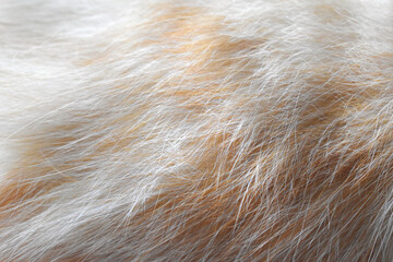 brown fur texture