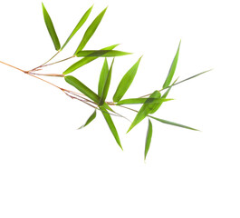 Fresh green bamboo branch with leaves  isolated on white background.
