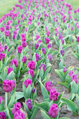 Revel in beauty. bright tulip flower field. summer field of flowers. gardening and floristics. nature beauty and freshness. Growing tulips for sale. agriculture. tulip blooming in spring