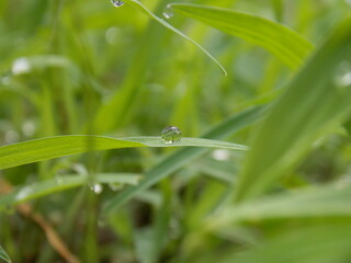 A dew drop on grass