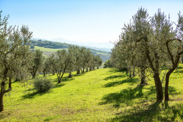 Fototapeta premium Scenic view on plantation of Olive trees in Tuscany, Italy.