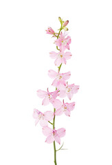  Light pink Delphinium isolated on white background.