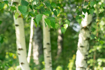 
Green birch leaves against the background of white birch trunks and the sky with a bokeh effect.