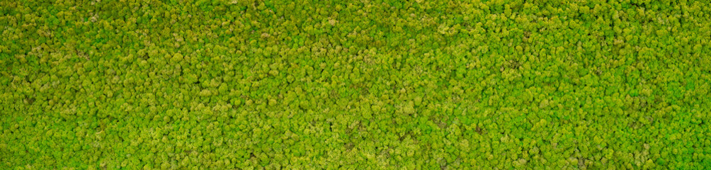 green moss background texture Wallpaper - 362324684