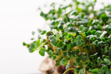 green young sprouts of microgreen radish grown at home on a linen rug, home micro farm