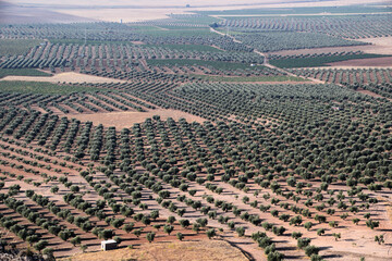 Campo de cultivo