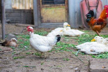 Poultry yard. Naked Neck breed of chicken in farm, it is naturally devoid of feathers on its neck and vent. White ducks.