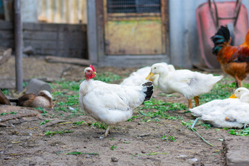 Poultry yard. Naked Neck breed of chicken in farm, it is naturally devoid of feathers on its neck and vent. White ducks.