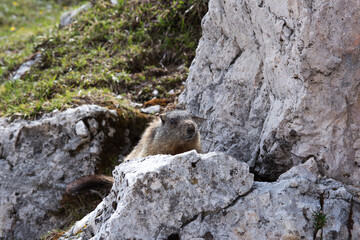 un bell'esemplare di marmotta mentre si guarda attorno dall'entrata della sua tana