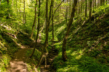 Fototapeta na wymiar Hiking trail though the Palatinate forest nearby Pirmasens