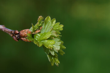 Oak leaves and flower buds