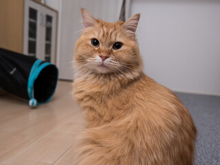 お座りする猫のマンチカン