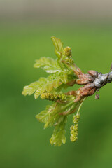 Oak leaves and flower buds