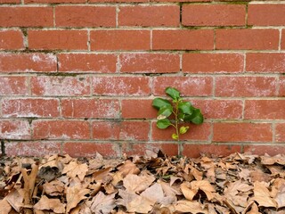 Small tree sapling growing in a crack in the alley next to a red brick wall and surrounded by fallen oak leaves