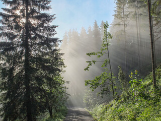 Suns rays through the the trees and early moring mis © chrismo63