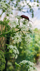 In the spring, insect hovers over flowers…