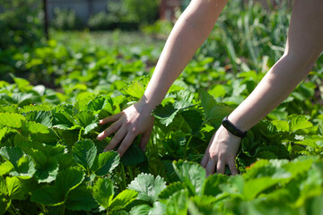Female hands parted the strawberry bushes in search of the strawberry fruit.