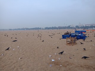 Fototapeta na wymiar Crows on beach