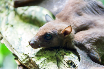 Bat portrait. Indian flying fox (Pteropus giganteus chinghaiensis) from Sri Lanka tropical...